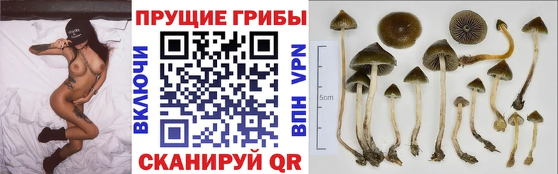 Купить  Нижневартовск  Псилоцибиновые грибы мицелий 